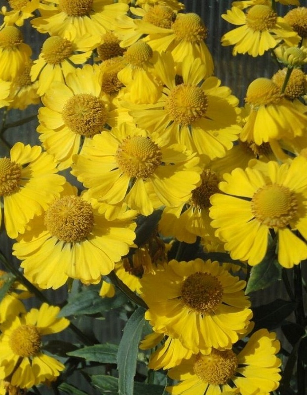 Гелениум осенний Хелена 1 шт Р9